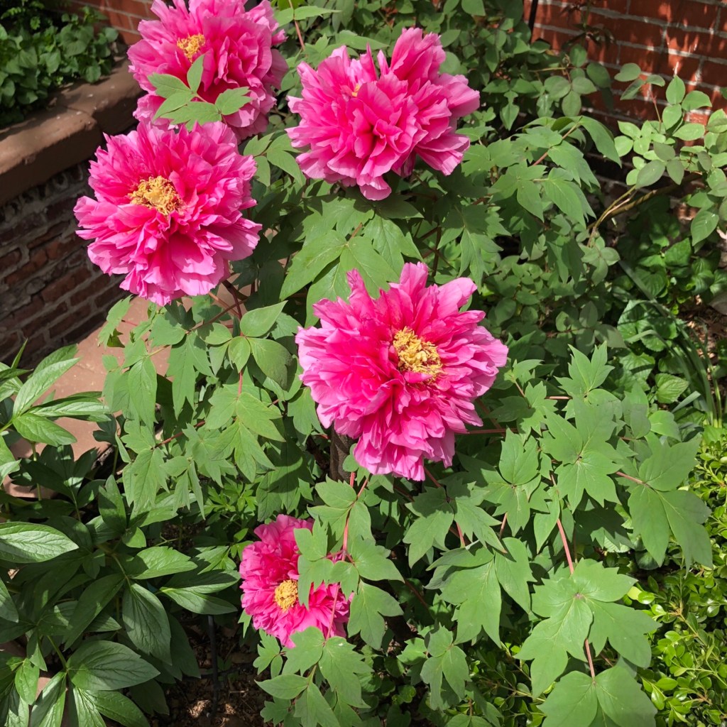 Isabel’s Incompetence